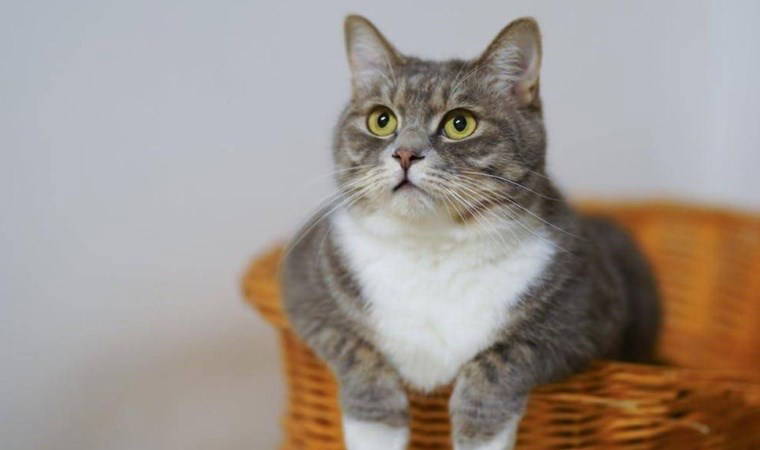 'İnsanlık öldü mü' dedirten bir olay...