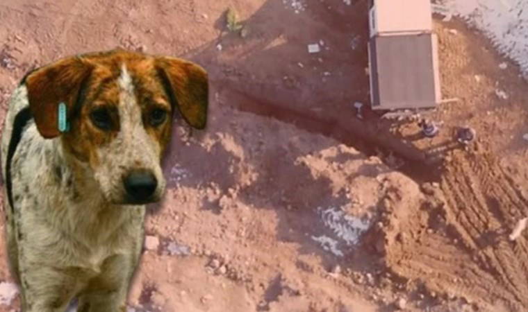 Erzincan'da köpek katliamı...