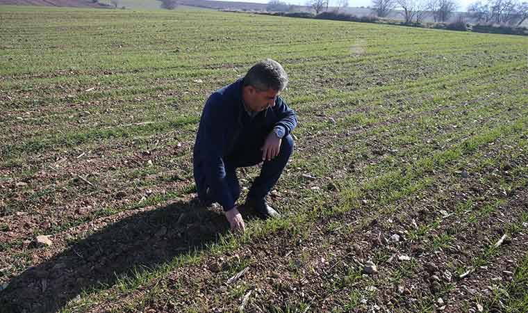 Tokat'ta 12 çiftçi deneme amaçlı ekti: Dönüm başına 450 kilo....