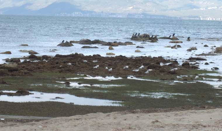 Balıkesir'de deniz çekildi: 2 bin 500 yıllık antik liman ortaya çıktı