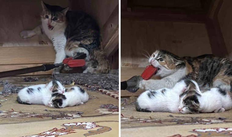 Görüntüler sosyal medyada büyük tepki çekti!