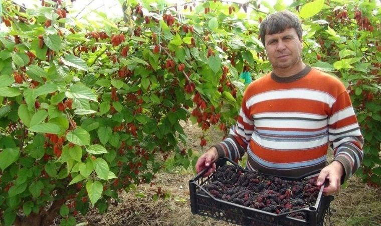 Mersin'den dünyaya ihraç ediliyor: Kilosu 100 TL