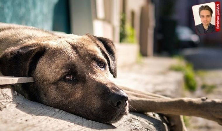 İktidarın sokak hayvanları çelişkisi: 2028’e kadar süre verilen belediyelere ‘sokak hayvanlarını toplayın’ baskısı