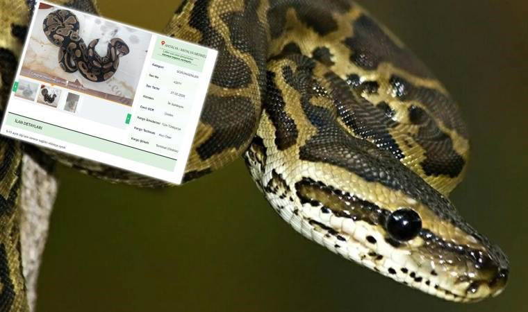 İnternette yasa dışı piton satışı: Cezası 60 bin TL