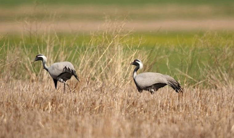 ‘Pelikan Adası’ Ak Pelikanların yeni yuvası oldu!