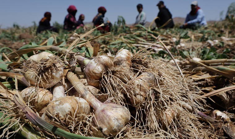 Aksaray'da yetişiyor, İspanya'da antibiyotik oluyor
