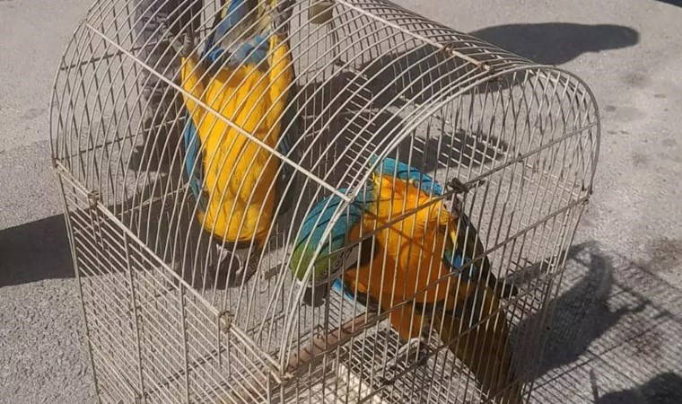 Antalya'da üretimi ve satışı yasak 2 papağana el konuldu
