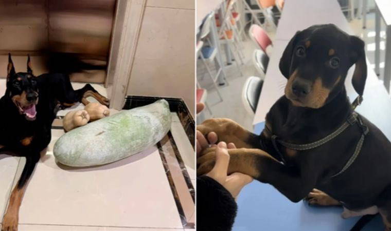 Yaşamını yitiren köpeği için servet harcadı: Klonlama yöntemiyle 'yeniden' doğdu