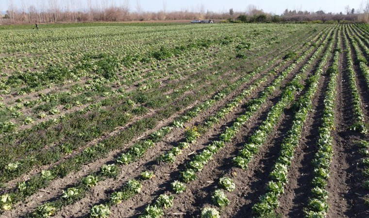 Adına festivaller düzenleniyordu: Mahsuller tarlada kaldı!