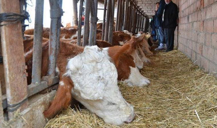 Bayburt'ta acı olay: Akıma kapılan 11 büyükbaş hayvan öldü