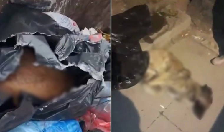 Çöp konteynerlerinde ölü köpekler bulundu