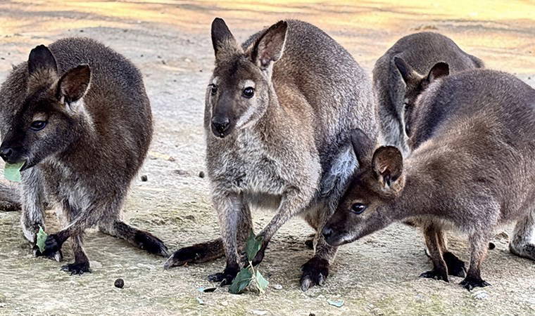 Antalya Doğal Yaşam Parkı 15 yavru kanguruyla şenlendi