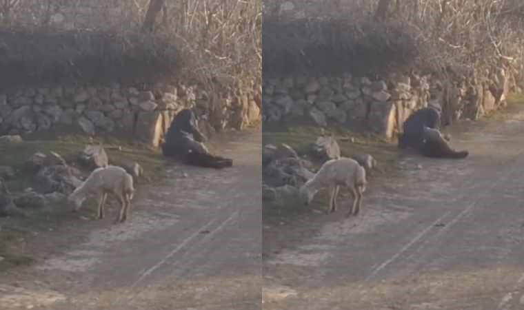 Koyunlara eziyet eden saldırgan gözaltına alındı