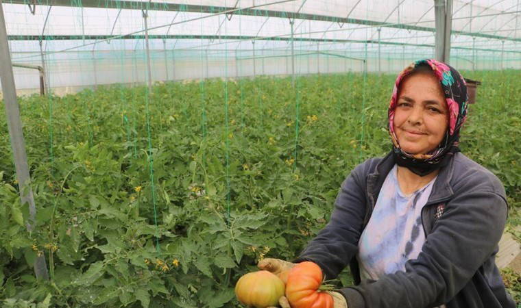 Hatay'da turfanda hasat edildi: Markette iki katı fazlaya satılıyor!