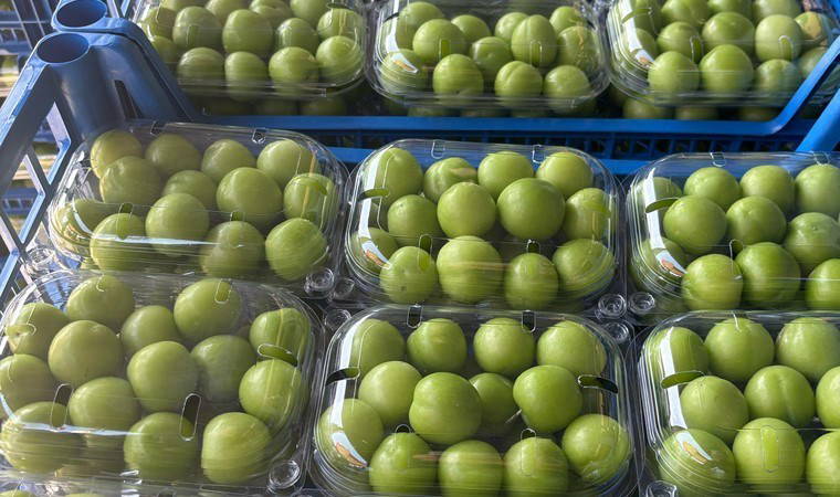 Hasadı 20 gün geç başladı, fiyatı düştü: Kilosu 5 bin 500 TL'ye satılacaktı...