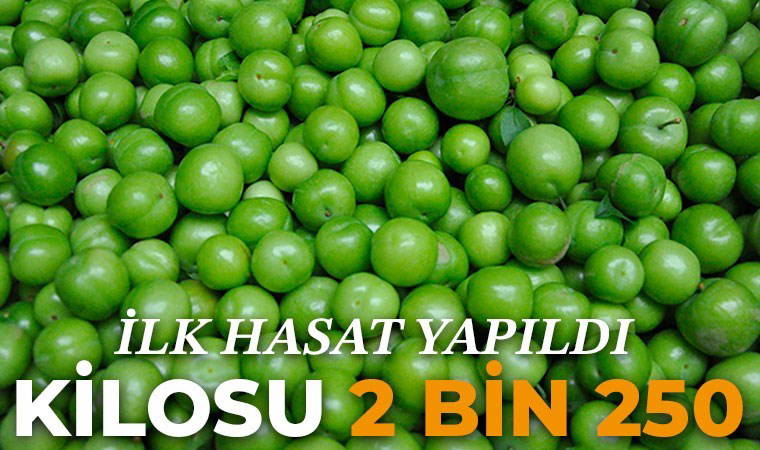 Hasadı 20 gün geç başladı, fiyatı düştü: Kilosu 5 bin 500 TL'ye satılacaktı...