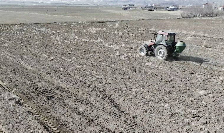 Adilcevaz’da ekim erken başladı: Hasadı 5 ay sonra yapılacak! Rekolte beklentisi yüksek