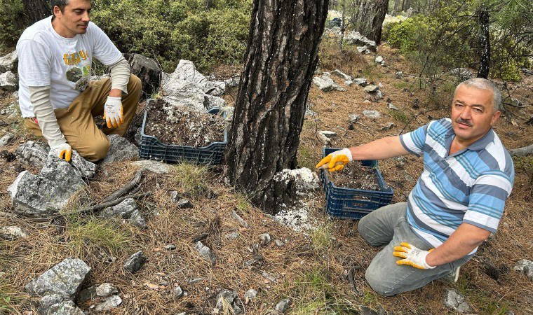 Nakil yapılarak hasat alanı oluşturuldu:  6 bin ailenin geçim kaynağı