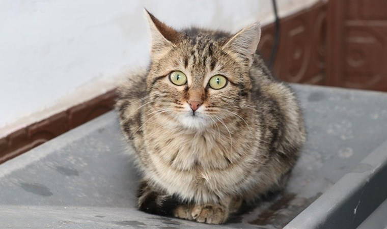 Antalya'da kedi ölümleri: Polis inceleme başlattı