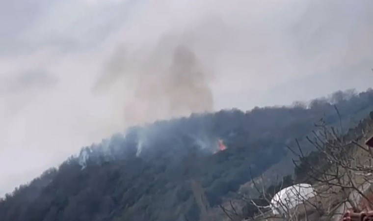Yalova'da orman yangını