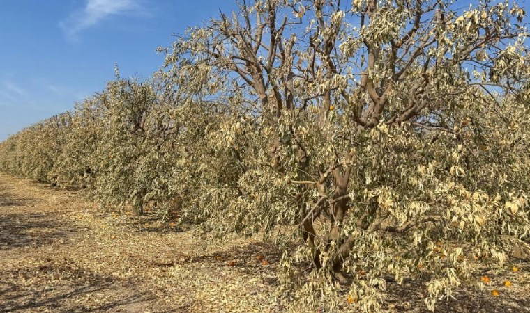 Çukurova'da zirai don felaketi: Acil destek çağrısı!