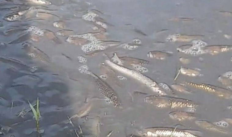 Binlercesi kıyıya vurdu!