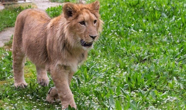 İzmir’de bir çiftlikten kurtarılan yavru aslan koruma altına alındı