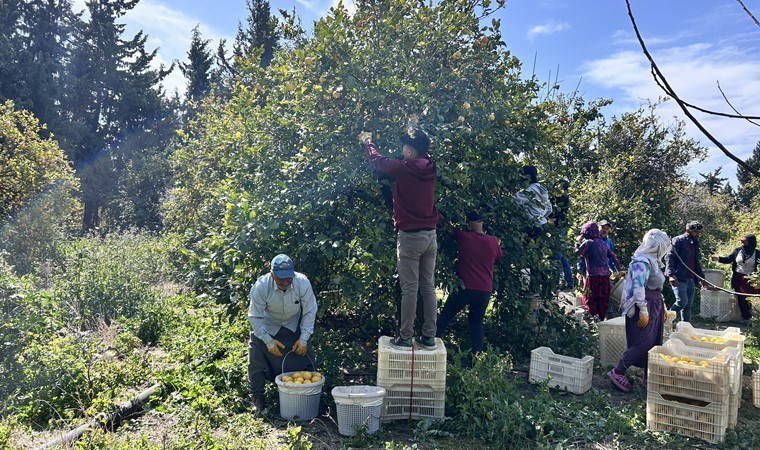 Arsuz'da dondan kurtarıldı: Markette 25 lira tarlada 15 TL!