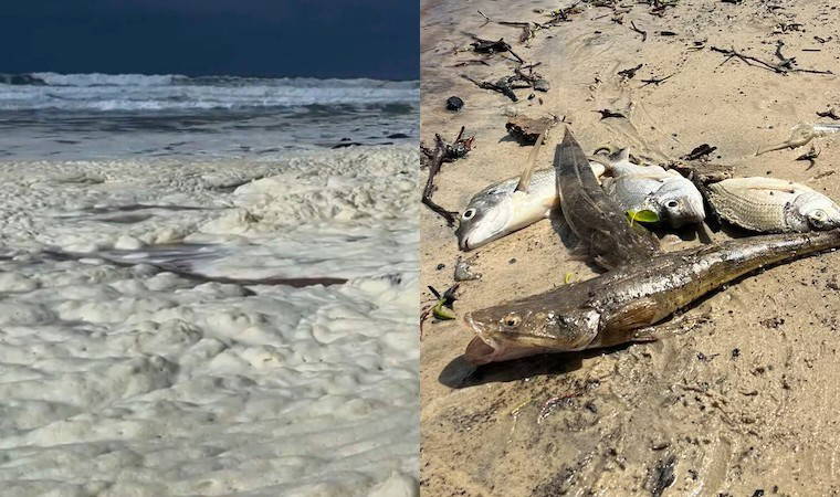 Avustralya sahillerinde gizemli köpük: Balıklar ölüyor, insanlar hastalanıyor