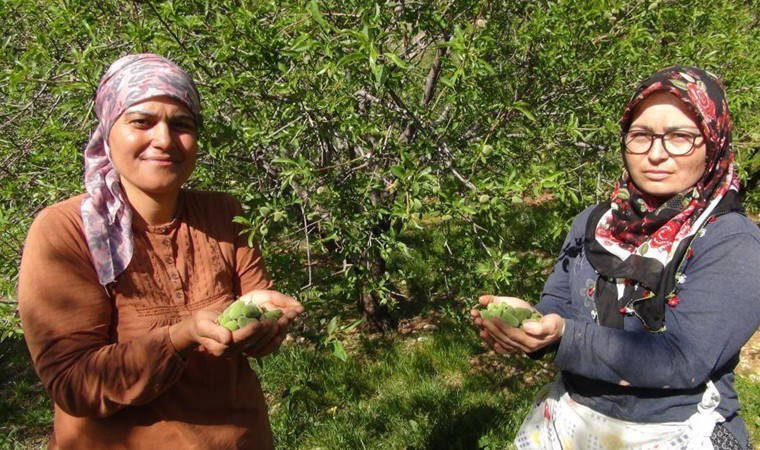 Mersin’de rekolte yüzde elli düştü: İlk hasat Dubai’ye ihraç ediliyor!