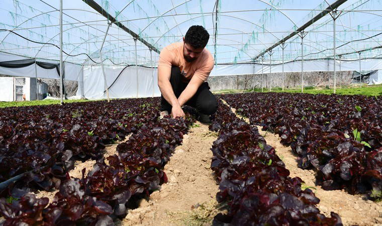 Bilecik'te genç çiftçi tarafından üretiliyor: 1,5 milyon adet yetiştirdi!