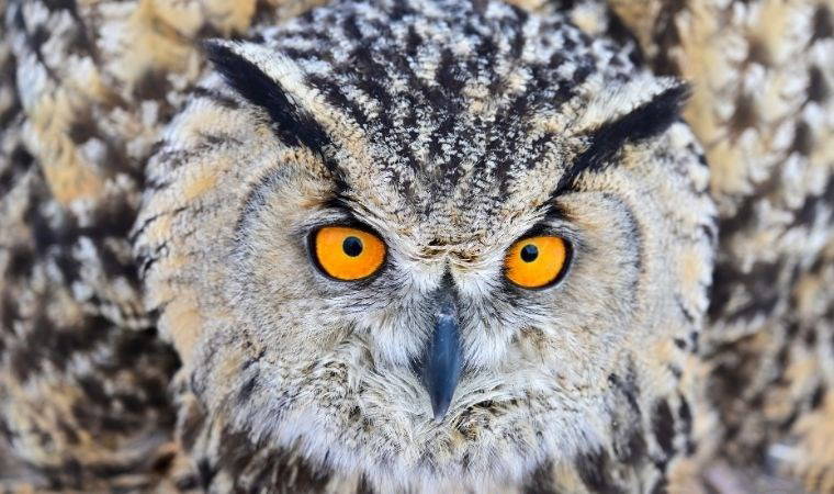 Doğanın sessiz kahramanları: Yaralı yaban hayvanları tedavi edilip doğaya döndürülüyor