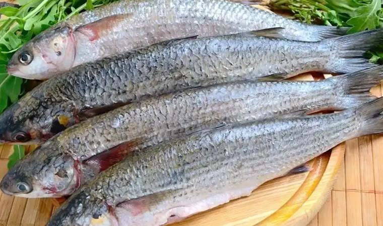 Denizden gelen lezzet: Mart ayında hangi balıklar yenir?