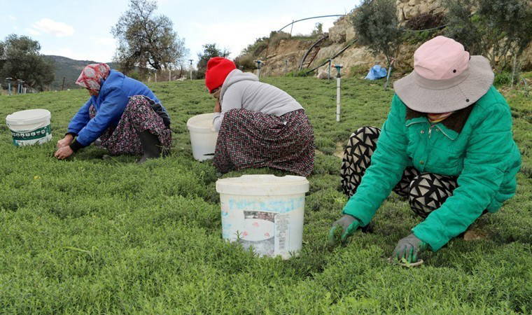 İlçenin geçim kaynağı! Doğada kendiliğinden yetişiyor, kilosu 270 lira!