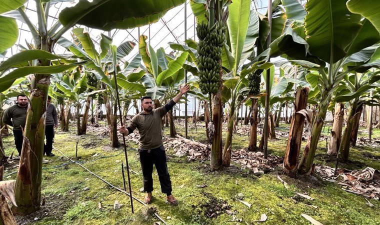 Arsuz'da hasat edildi: 20 dönümlük serada yetiştirildi! Kilosu 45 TL