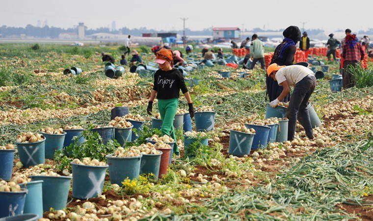 Hasadı başladı, verim ve fiyatı çiftçinin yüzünü güldürdü! Kilosu 20 TL...