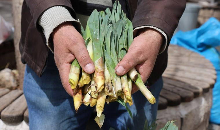 Ovacık dağlarında yetişiyor! Kilosu 100 liraya, doğal antibiyotik!