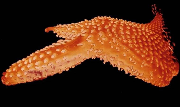 Geniyle oynanan tavuklar, dinozor tüyü çıkardı