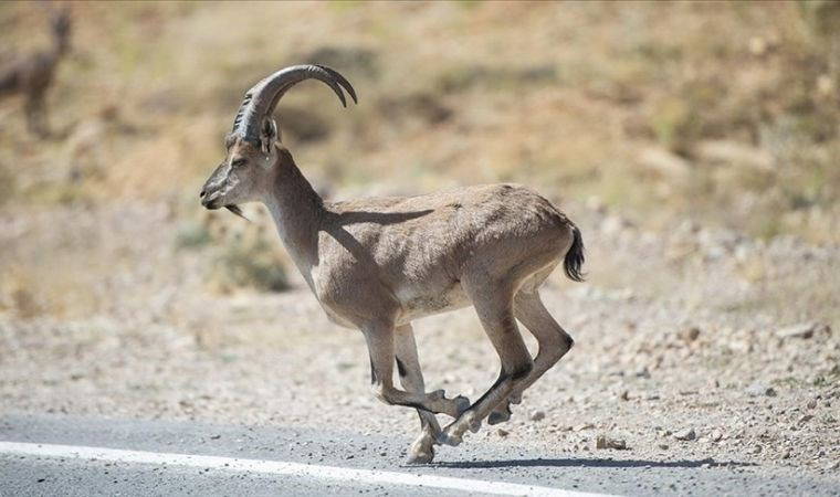 Türkiye’nin yaban hayvanları DNA bankasında saklanıyor