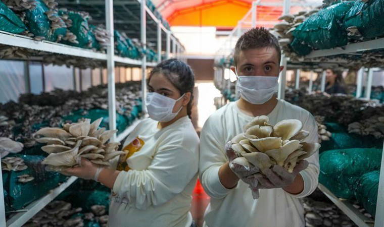 Tarsus'ta ilk hasat başladı