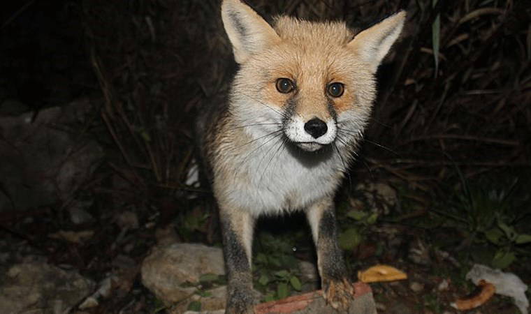 Sabiha Gökçen Havalimanı'nda tilki alarmı!