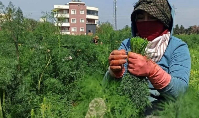 Hatay'da yoğun mesai: Hasat eden günlük 1000 TL kazanıyor