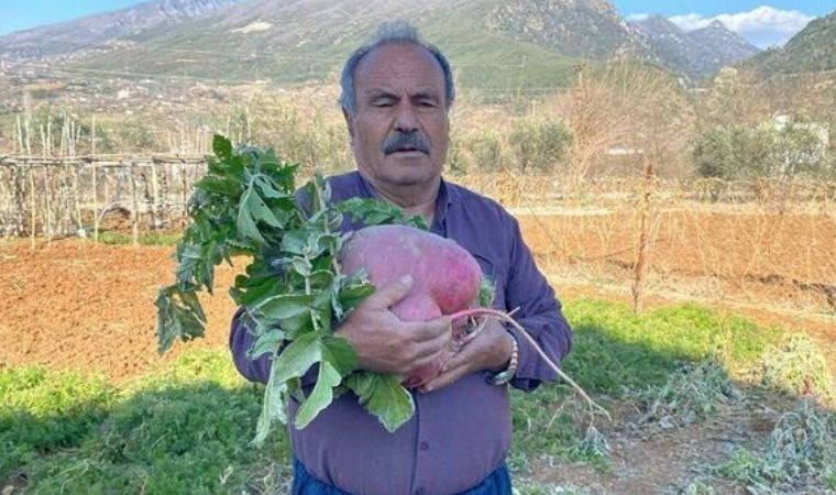 Boyutuyla çiftçiyi şaşırttı: Osmaniye'de devasa sebze