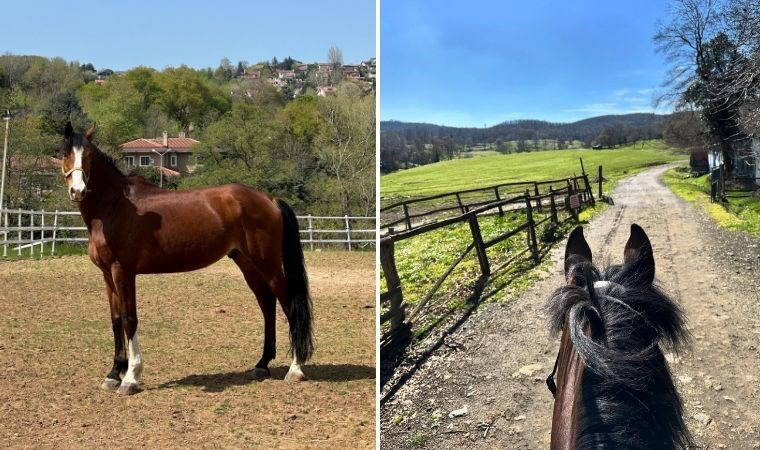Atların dilini anlamak...