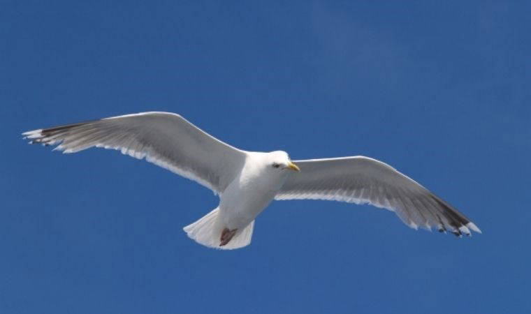 Martı Jonathan Livingston