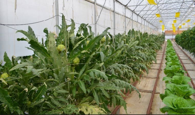 Darıca'da hasat için geri sayım başladı: Topraksız yetişiyor