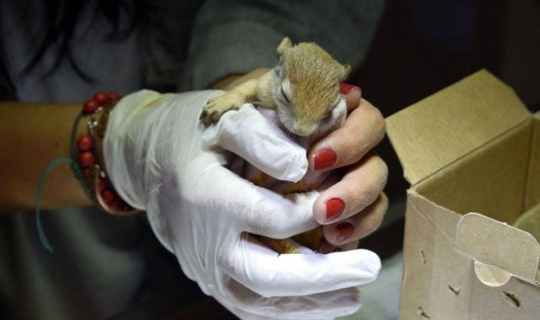 Veteriner teknikeri Doğacı, minik sincaba 'annelik' yapıyor