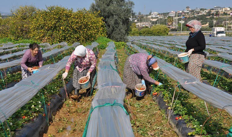 Silifke'de hasat başladı: 50 bin ton rekolte bekleniyor! Kilosu 110 liradan satılacak...