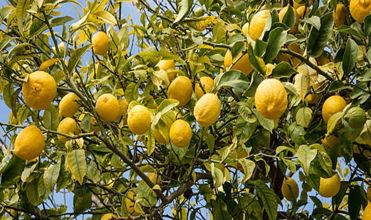 Dubai’ye ihraç edilecek limonlarda pestisit tespit edildi