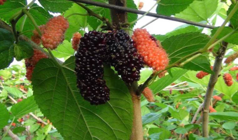 Mısır ve Katar'da ona 'Aşk Meyvesi' diyorlar: Karaciğeri anında onarıyor